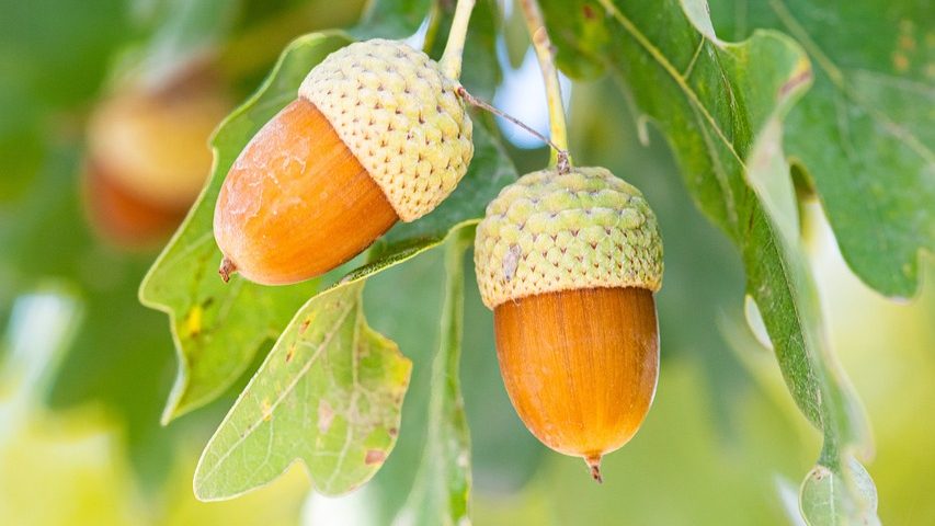 nature, outdoors, fall, tree, fruit, acorns, oak tree, animal feed, close up, leaves, branch, forest, green, oak fruit, oak, tree fruit, fall, fall, acorns, acorns, acorns, acorns, acorns, oak tree, oak tree, oak tree, oak tree, oak tree
